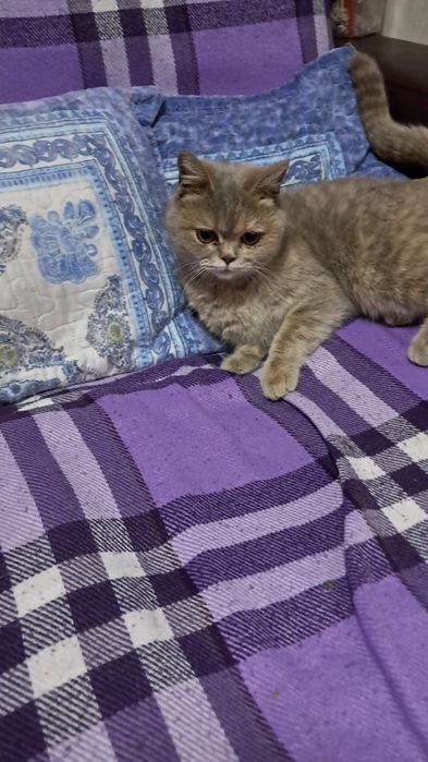 Молодая кошечка!