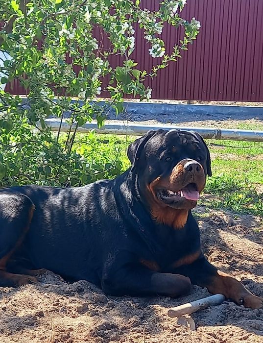 Кавалер ищет даму.