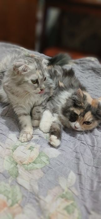 Отдам котят в добрые руки
