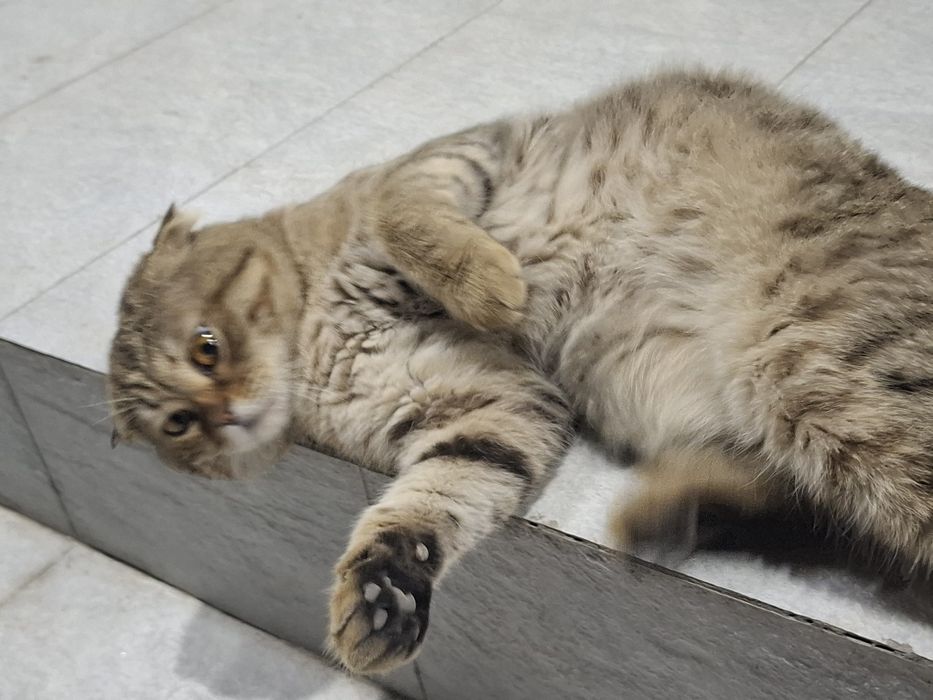 Scottish Fold uy mushigi