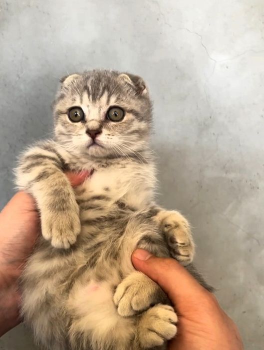 Котики Скоттиш страйт и Скоттиш фолд