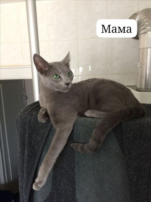 Продам метиса  котёнка