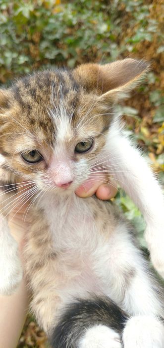 Отдам в добрые руки котят