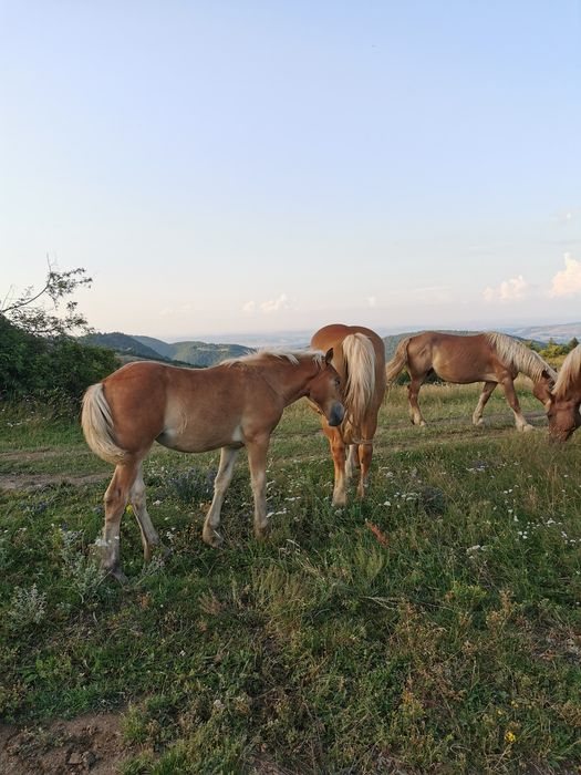 Vând iapa de 7 ani cu manza