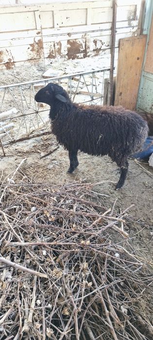 Кучкорча сотилади