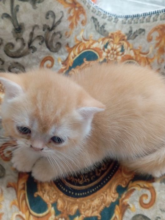 Британские короткошерстные котята