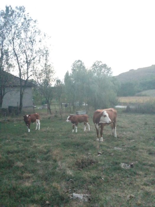 Vand vaca cu viței