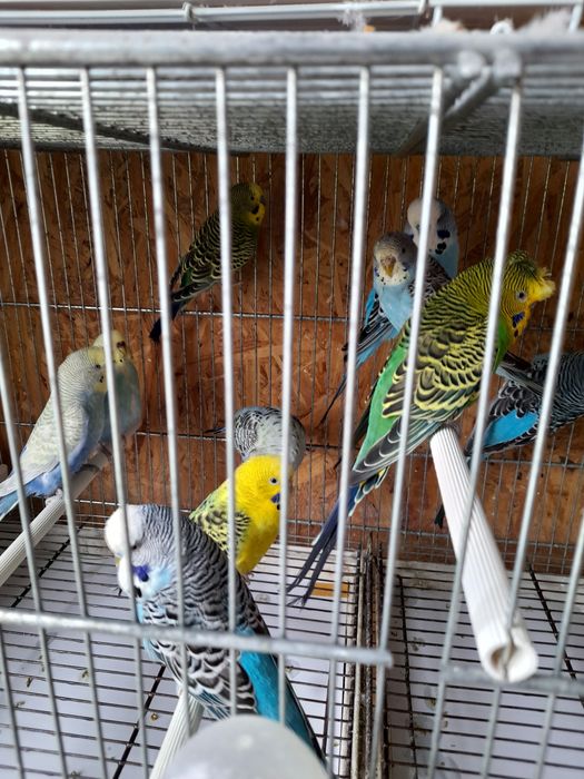 Vând peruși din crescatoria proprie