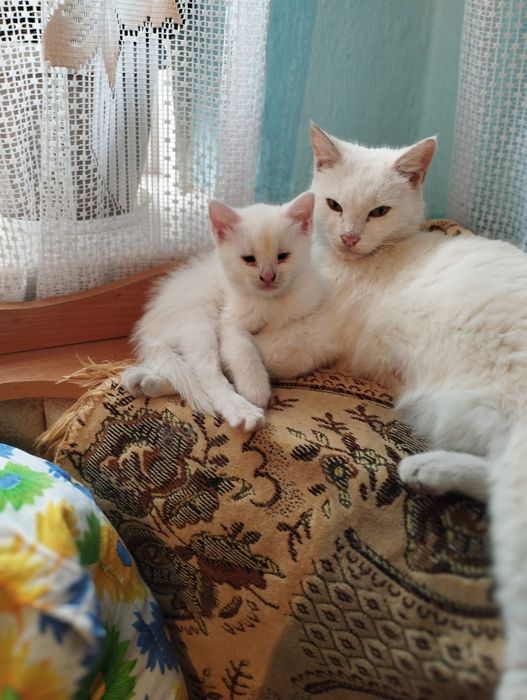 Отдам в добрые руки