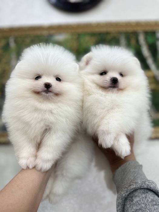 Белые шпицы мишки