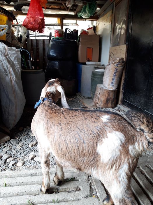 Țăpișor capre anglonubiene