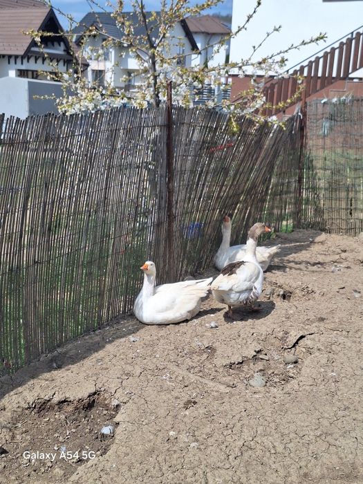 Vând trei gâște un mascul și două feminim