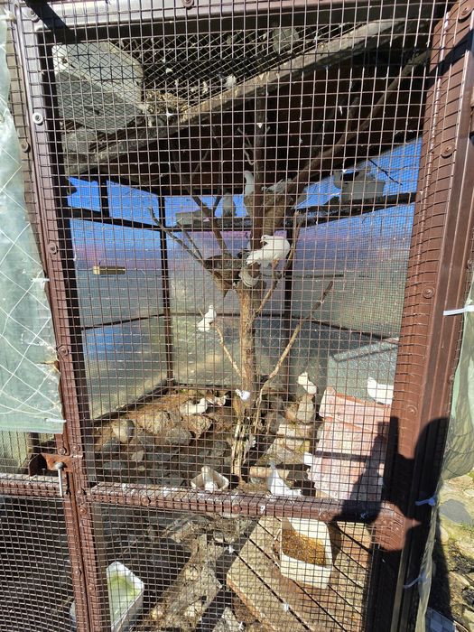 Гълъбарник ( клетка за птици )