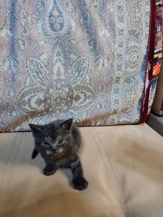 Вислоухие котята
