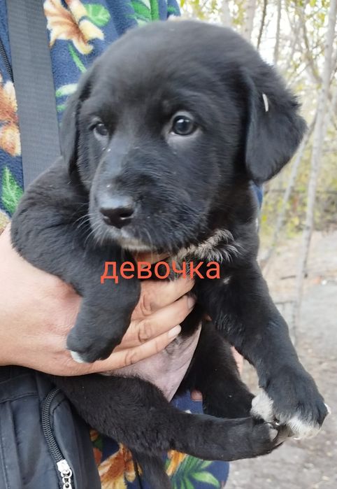 Пристраиваются щенки в добрые руки.