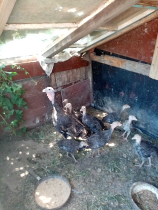 Индюк гуси индоутки