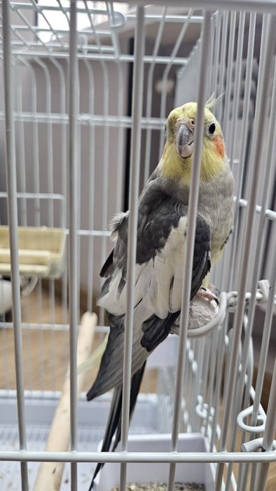 Попугай.  Пара кораллы