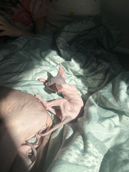 Продаем котят сфинкса полностью лысые