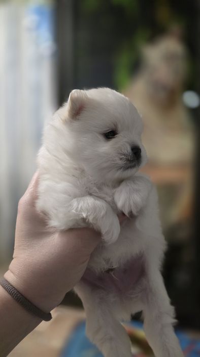 Продаём Померанских шпицов