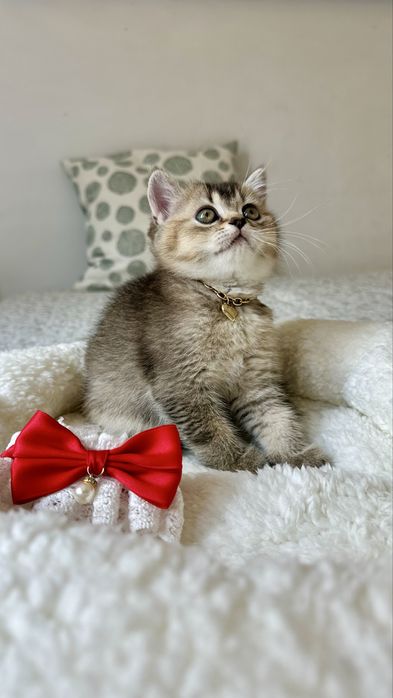 Fetita British Shorthair din Felisa Autorizata - Certificat pedigree
