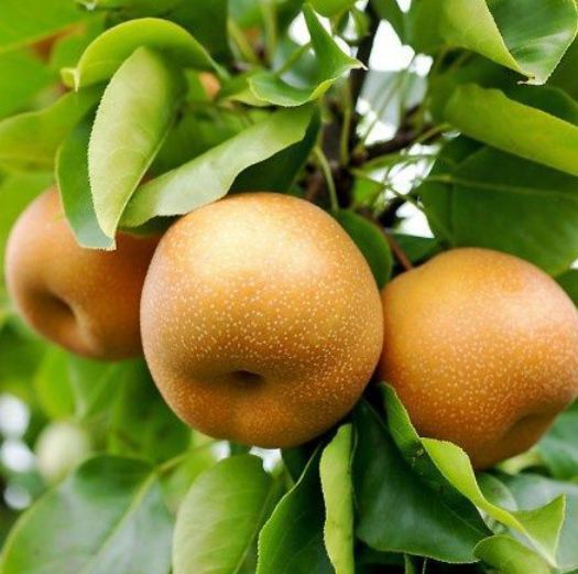 Par Japonez Nashi Hosui