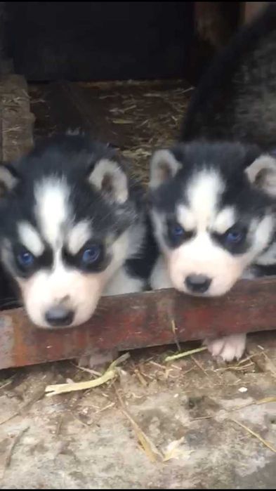 Мальчики хаски голубоглазые