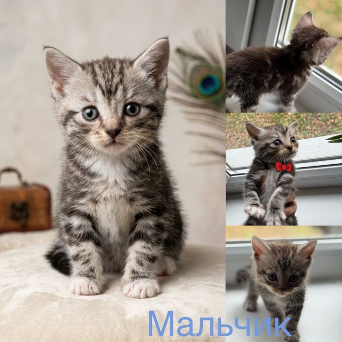 Продам Шотландских котят, породистые.