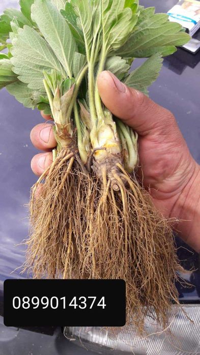 Расзад ягоди и малини от производител