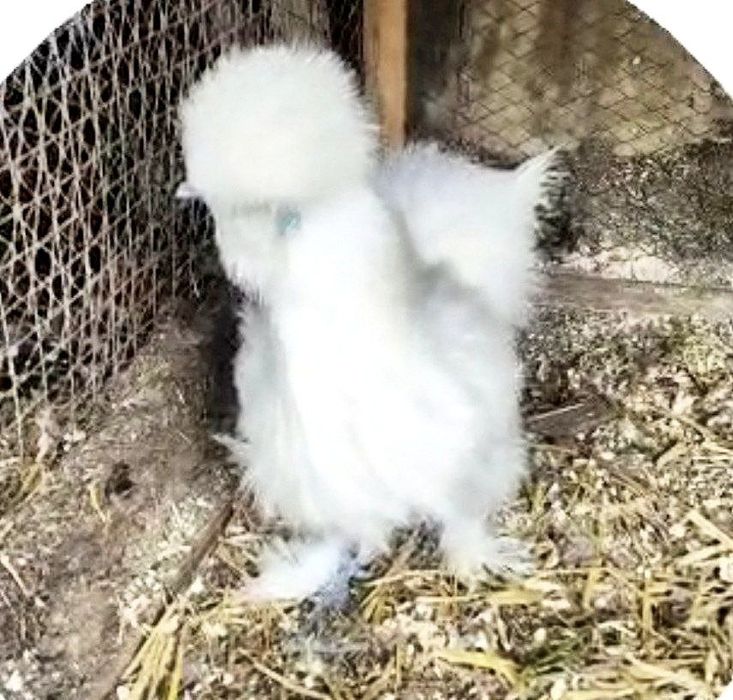 Sholk Amerkanskiy paroda besh panja ko'k terili go'shti tumshuq ko'k