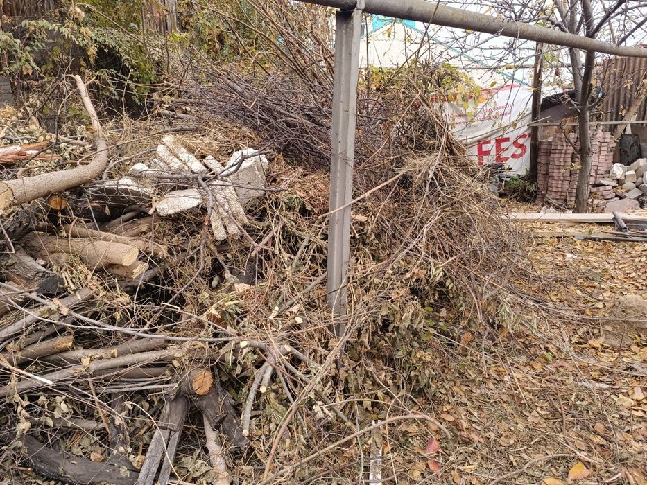 Ветки дерево отын бесплатно