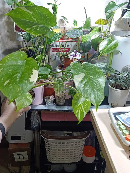 Цветы Фергана,Монстера Тайское созвездие