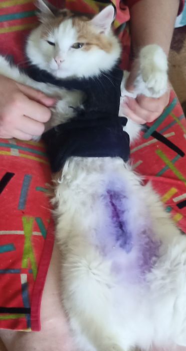 Красотка Лилу ищет себе хозяина