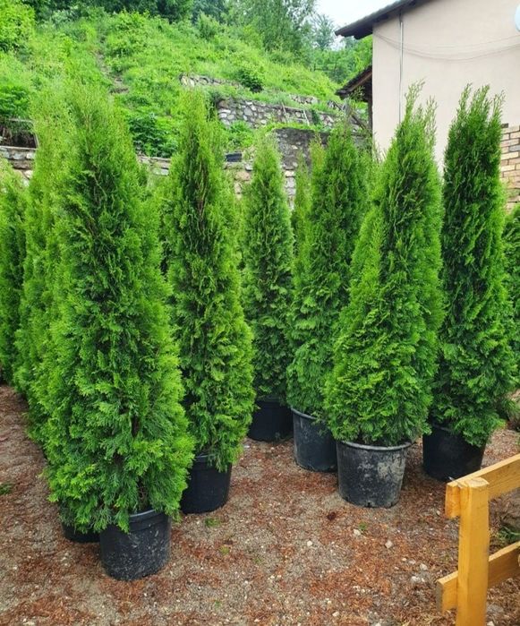 Găsește toate plantele pentru curtea ta – de la Magnolia grandiflora