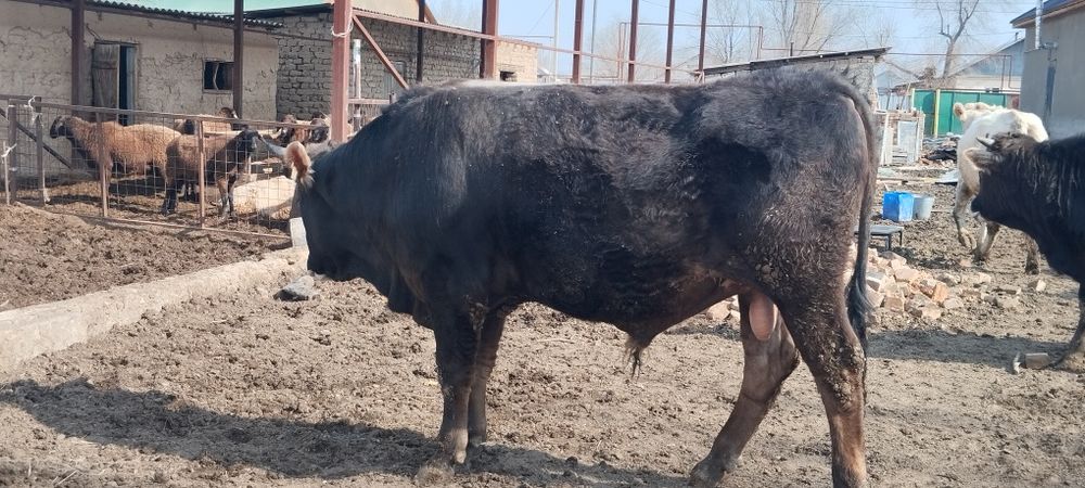 Бык для племя 2-х годовалый
