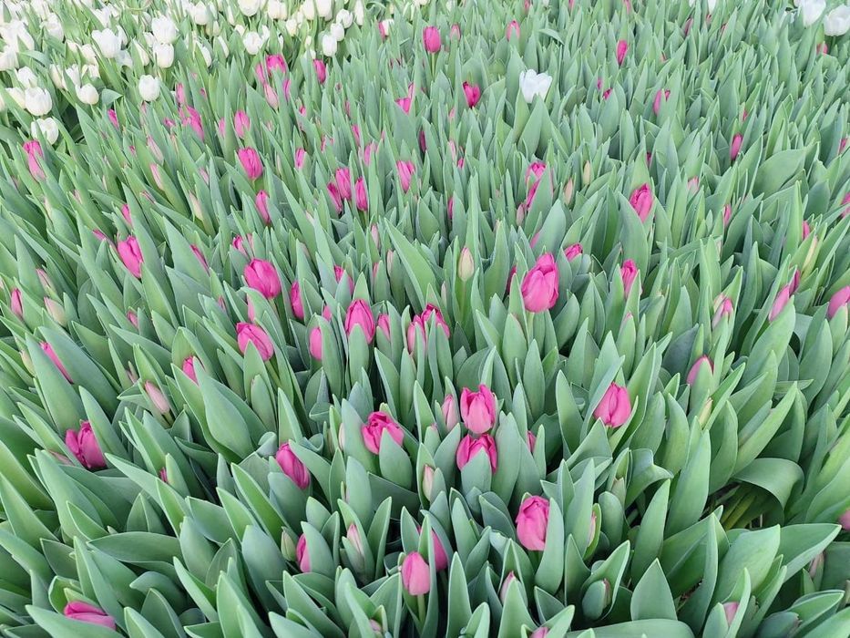 Голландские тюльпаны