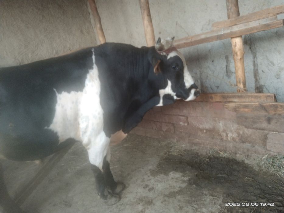 Букалар сотилади