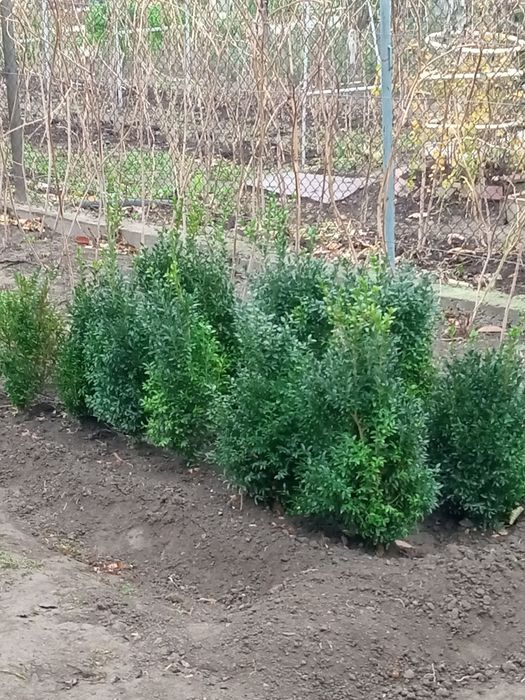 Самшит мелколистный , г. Тараз