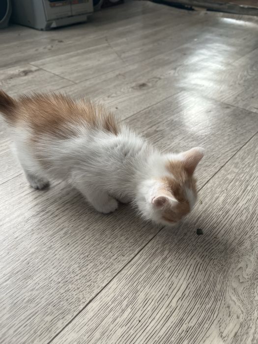 Отдам котенка мальчик в добрые ручки