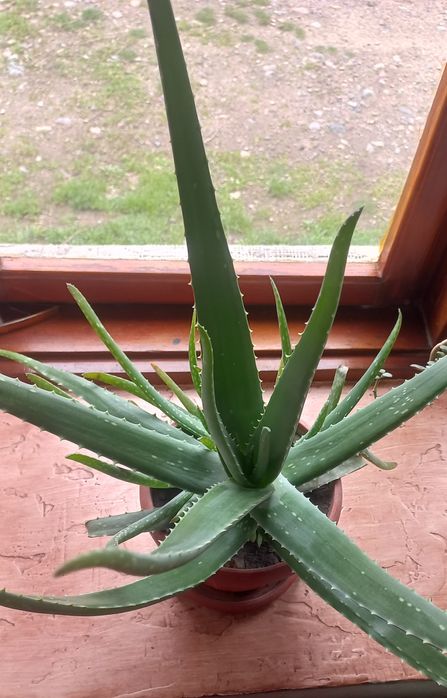 Лекарственный Алоэ Вера