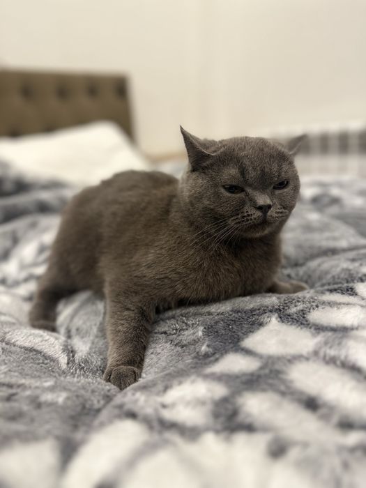 Britanskiy mushula tozza zotli kelishiladi