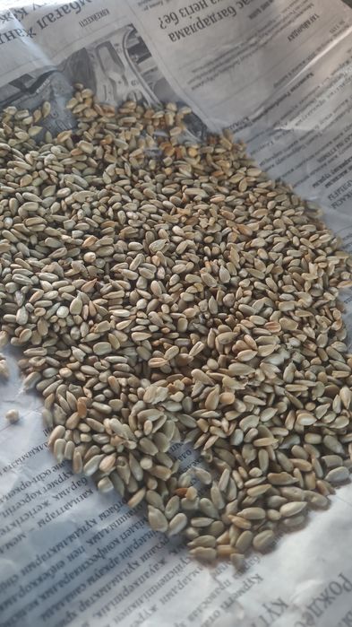 Продам семочки очищинные