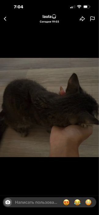 Котёнок-мальчик 2–3 месяца ищет дом