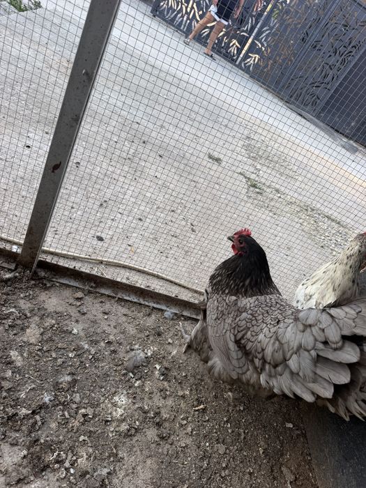 Vand gaini australorp