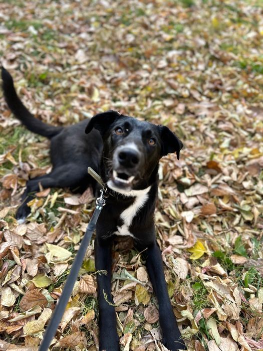 Ищем семью для Сириуса