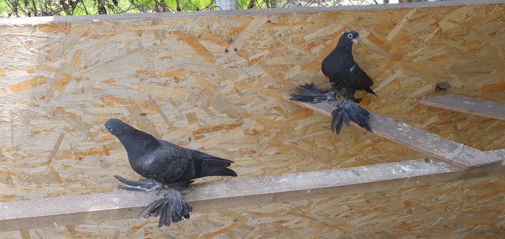 Голуби бойные игровые