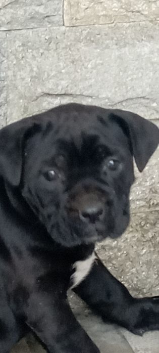 Кане Корсо сладури