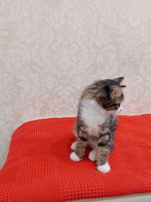 Продам котёнок 3 месяцев