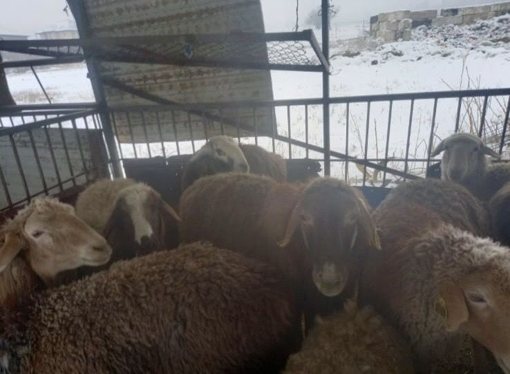 Продаю баранов на выбор
