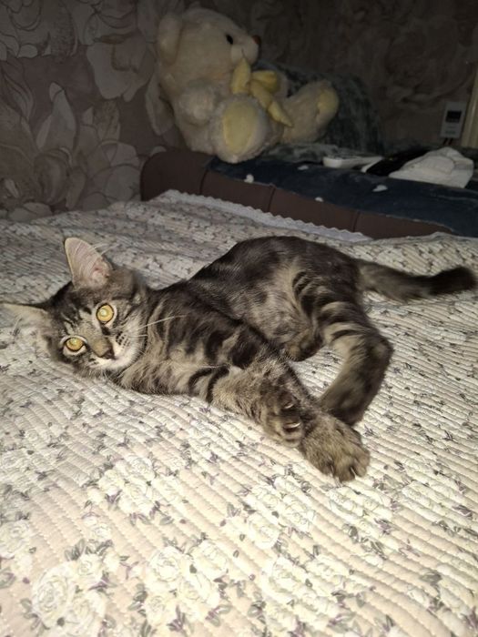 Пристраивается котёнок в добрые руки