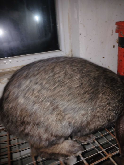 Vând mascul berbec german